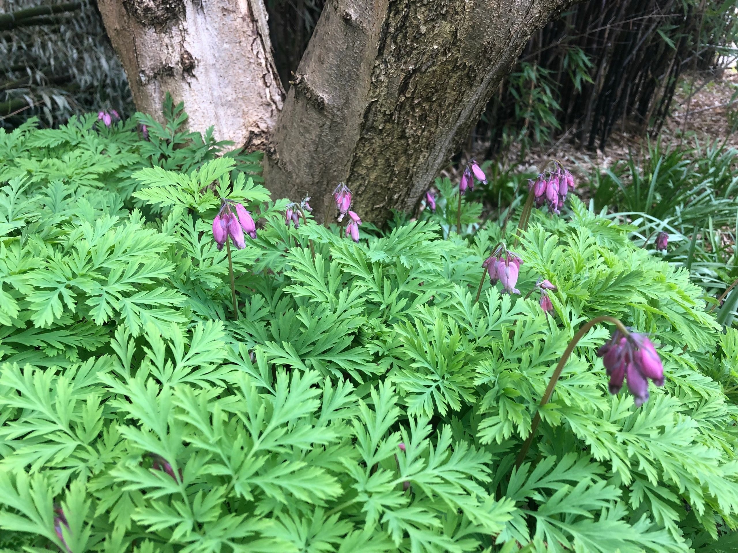 Purple bleeding heart flowers among fern foliage