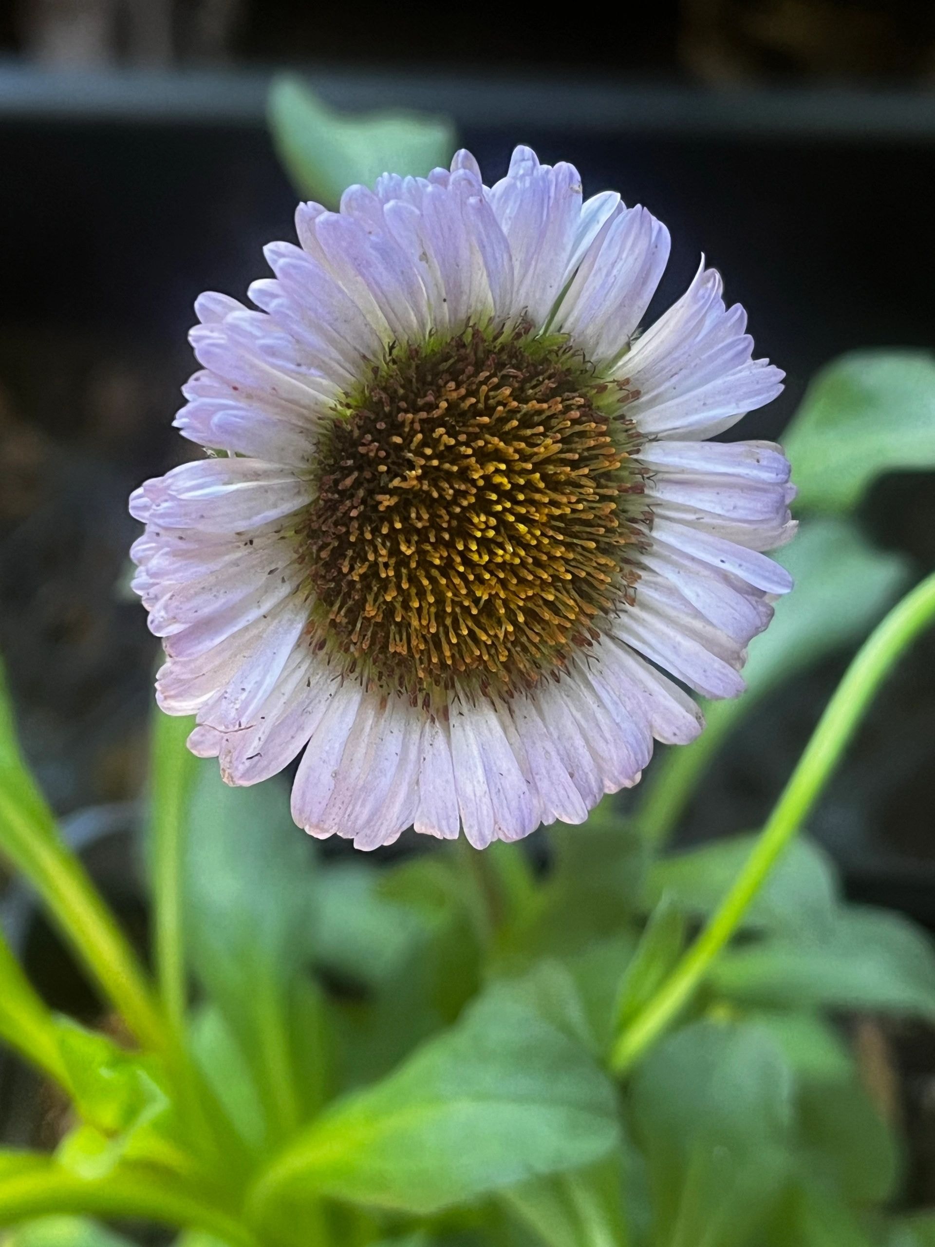 Purple echinacea coneflower with water droplets