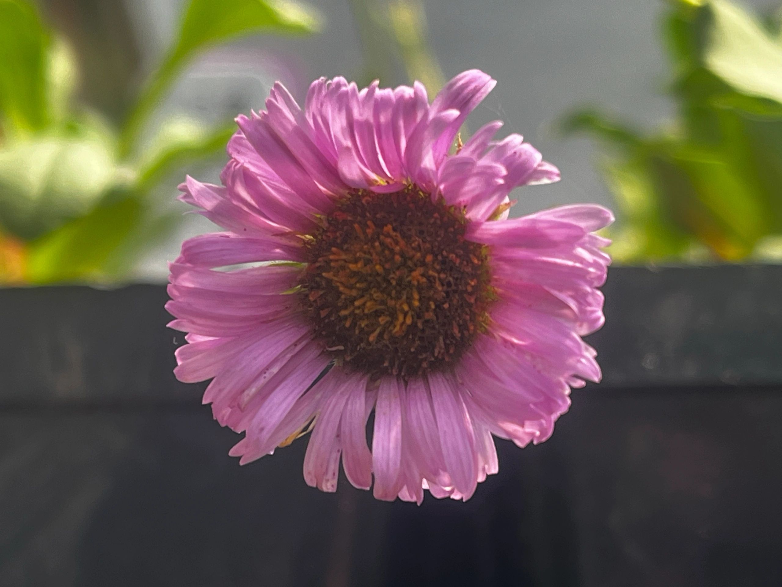 Vibrant pink gerbera daisy flower