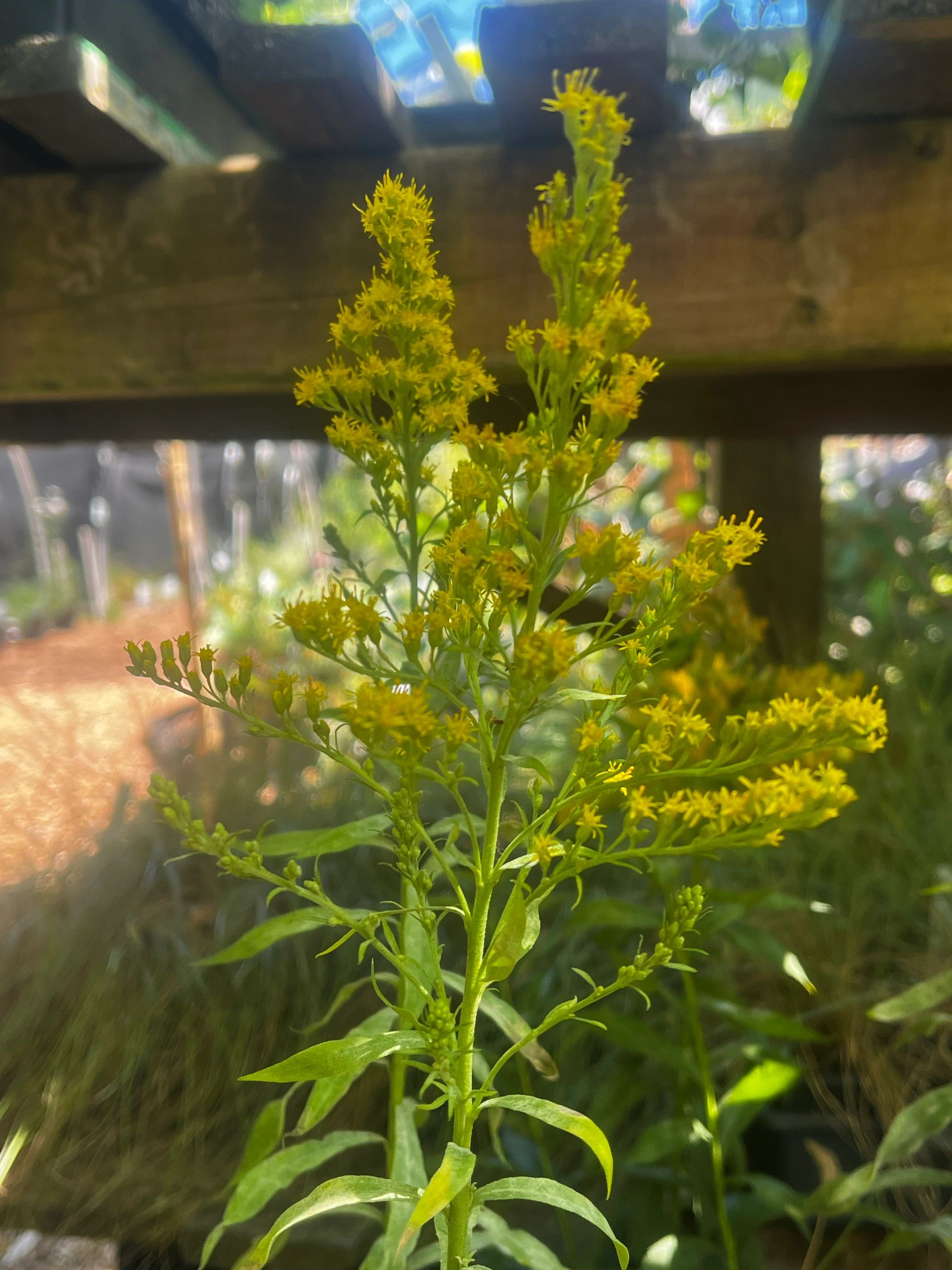 Yellow flowering plant in nursery