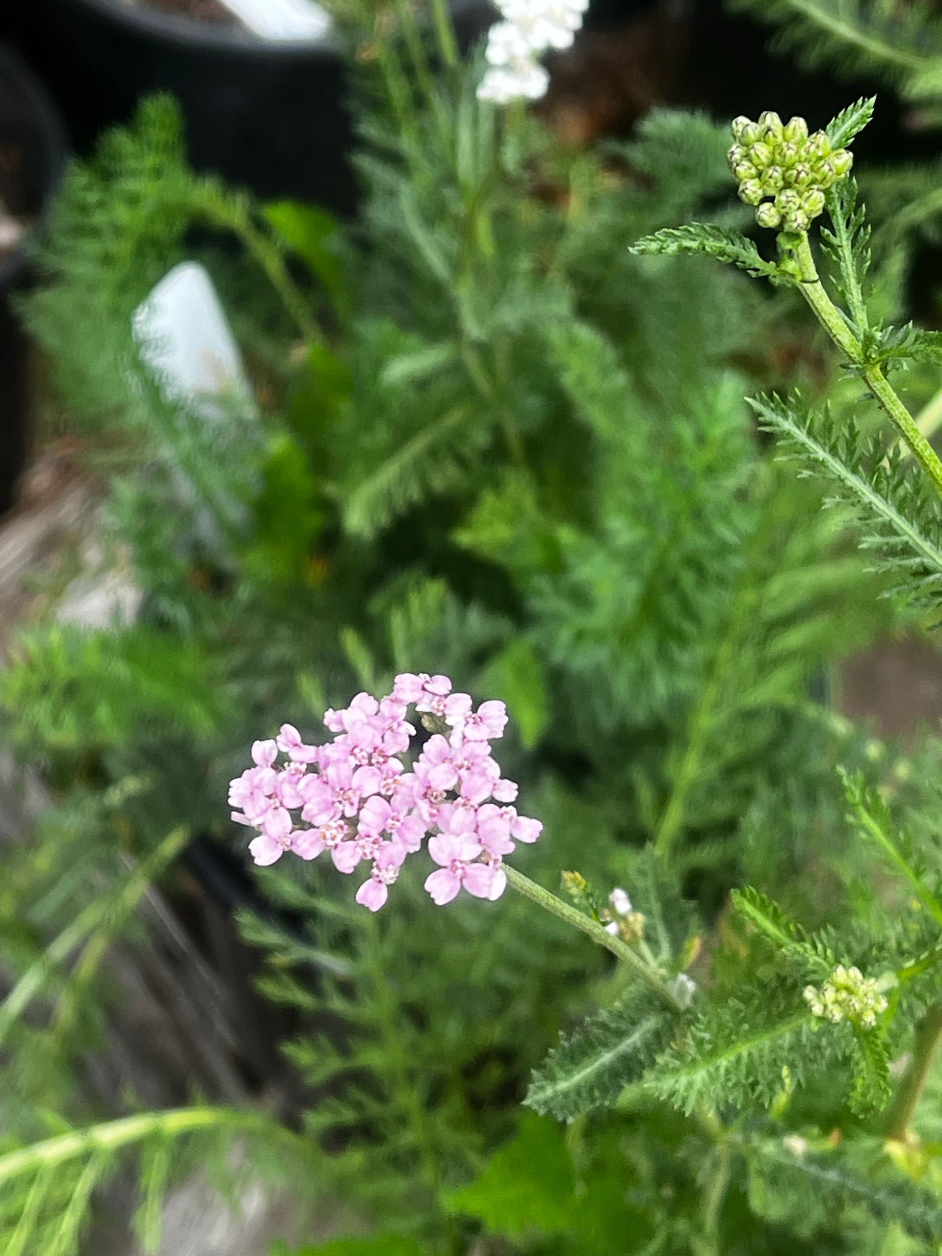 Pink yarrow flowers with feathery foliage