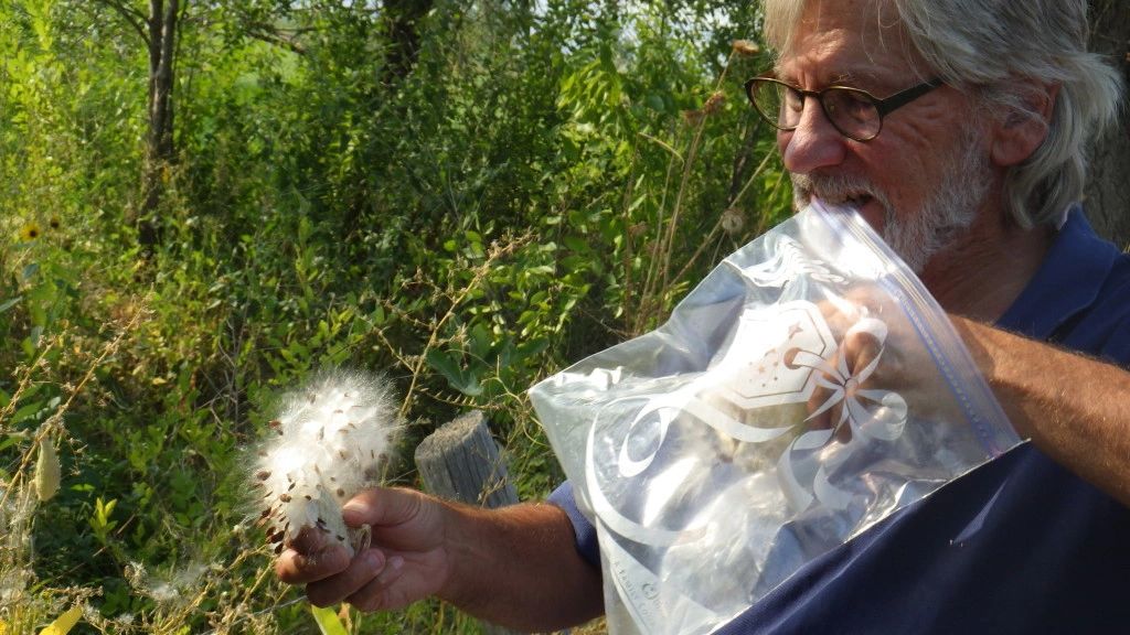 Man collecting seeds from a fluffy milkweed plant.